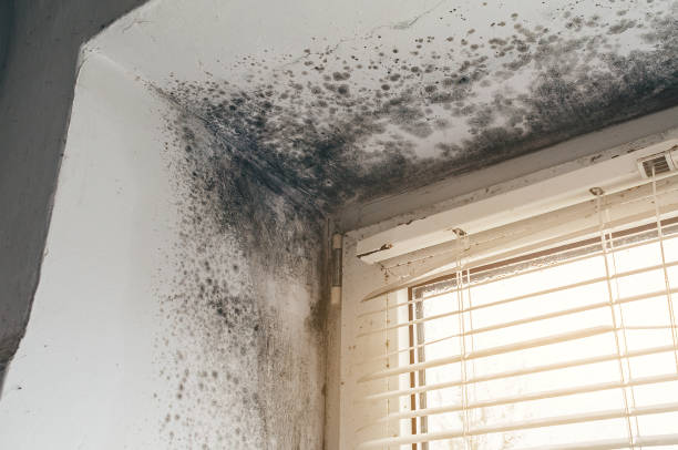Affordable Mold Remediation solutions in Central City, KY